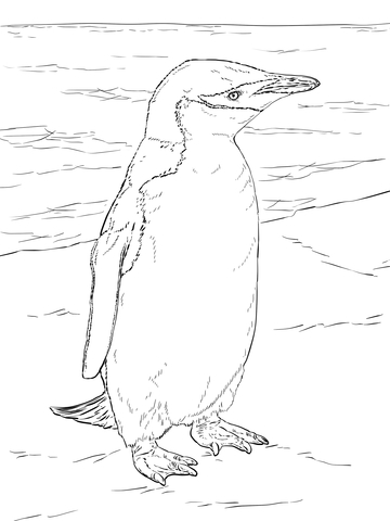 Realistic Chinstrap Penguin Coloring Page